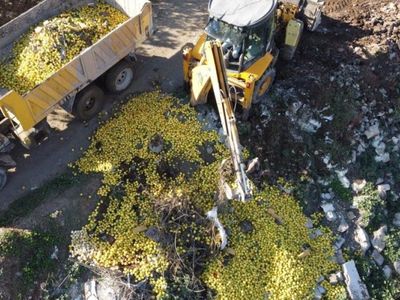 Adana'da tonlarca limon dere yatağına döküldü: Ekipler harekete geçti