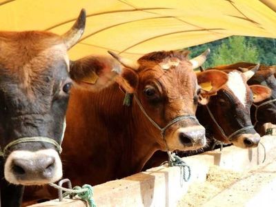 Adıyaman kurbanlık fiyatları ne kadar? 2022 Adıyaman büyükbaş, küçükbaş kurbanlık hisse fiyatları