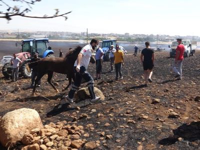 Adıyaman’da Çıkan Yangın Hayvanlara Zarar Verdi
