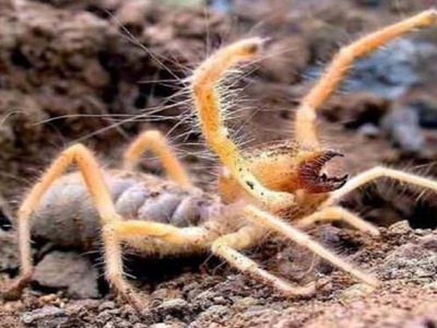 Adıyaman’da Sarıkız örümceği herkesi korkuttu! Uzmanlar Sarıkız ısırığına karşı uyardı