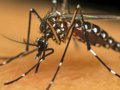 AEDES'te korkutan uyarı: Ciddi salgınlar ile karşı karşıya kalabiliriz! Ölümcül hastalıklara sebebiyet veriyor