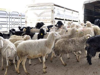 Afyon kurbanlık fiyatları ne kadar? 2022 Afyonkarahisar büyükbaş, küçükbaş kurbanlık hisse fiyatları