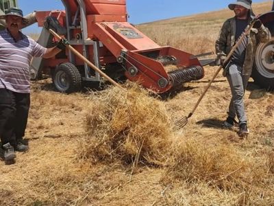 Ağın'da mercimek tohumluklarında hasat kontrolleri