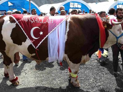 Ağrı kurbanlık fiyatları ne kadar? 2022 Ağrı büyükbaş, küçükbaş kurbanlık hisse fiyatları
