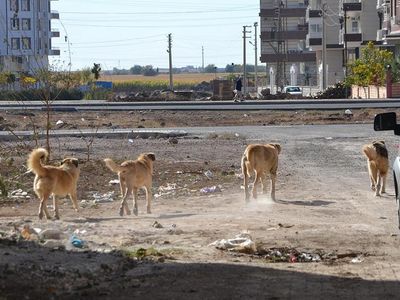 Ağrı'da sokağa bırakılan başıboş köpekler yine bir can aldı! Daha 2 yaşında olan bir çocuk yaşamını yitirdi!