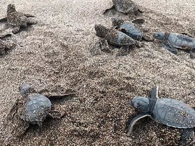 Alanya'da Caretta Carettalar Denizle Buluştu!