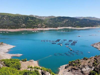Almus Baraj Gölünde Üretilen Somonlar İhraç Ediliyor