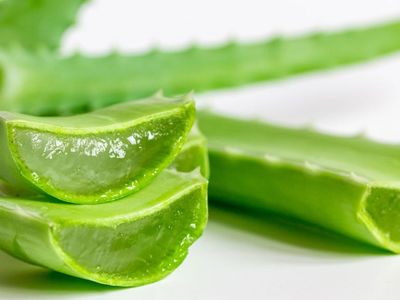 Aloe veranın faydaları nelerdir, bakımı nasıl yapılır? Şifalı yapraklarıyla doğal merhem aloe veranın cilde yararları
