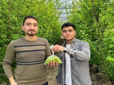 Altını bile sollayıp geçen o ürünün ilk hasatı yapıldı! Kimse bu ürünün yanından geçemeyecek