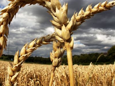 Ambar'da Kırmıızı Alarm! Kuraklık Nedeniyle Pek Çok Ürün Risk Altında