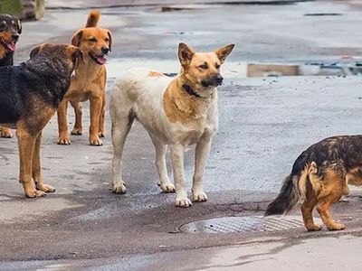 Ankara Valiliği’nden kuduz köpek açıklaması: ‘Yeri tespit edilen hayvanlar karantinaya alınmıştır’