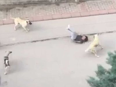 Ankara'da başıboş köpek faciası: Yolda yürüyen çocuğa 6 köpek saldırdı