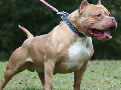 Ankara'da Bir Pitbull Saldırısı Daha! 10 Yaşındaki Çocuğa Saldırdılar