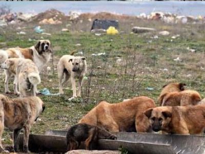 Ankara'da Köpek Sürüsü 12 Yaşındaki Çocuğu Ağır Yaraladı!