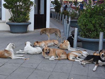 Ankara'da Okuldan Dönen 12 Yaşındaki Çocuk Sokak Köpeklerin Saldırısına Uğradı!
