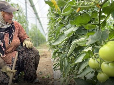 Sebze Üretiminde Türkiye’nin Lideri Antalya
