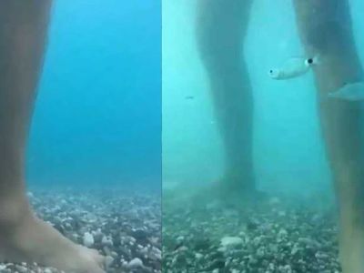 Antalya'da artan balık ısırmaları ile ilgili uzman isim açıklamalarda bulundu! 'Ayak bakımı yapıyorlar'
