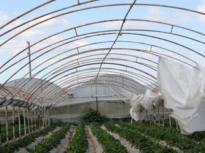 Antalya'da Fırtına Ürünlere Zarar Verdi
