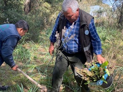 Antalya'da Orkide Toplayanlara 160 Bin Lira Ceza