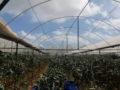 Antalya'da sabah saatlerinde gerçekleşen hortum seraları vurdu