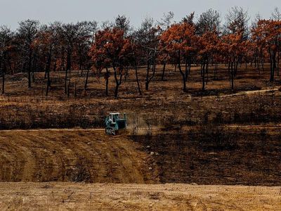 Antalya'da Yanan Ormanlar Yeniden Yeşerecek