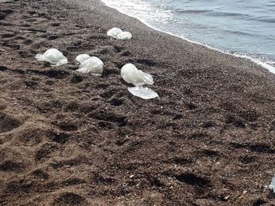 Antalya’da yüzlerce denizanası neden kıyıya vurdu?