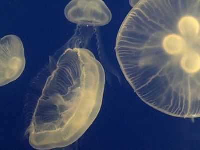 Antalya'da Zehirli Denizanası Dehşeti: Tatlı Suyla Temas Ederse Patlar!