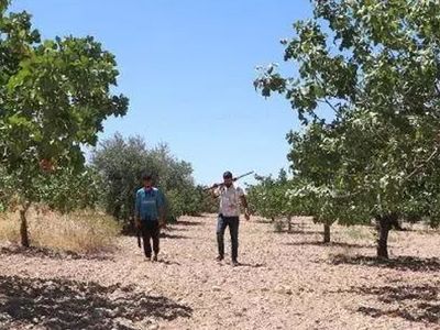 Antep fıstığının hasadı başladı: Kilosu 200 TL’den satılıyor
