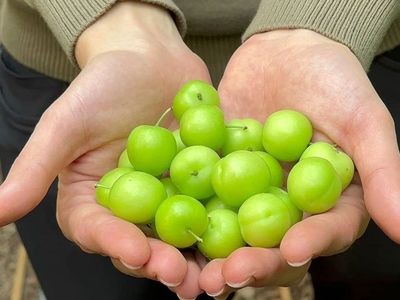 Arap Şeyhlerinin masalarından eksik etmediği: Bu sene eriğin kilosu ne kadar?