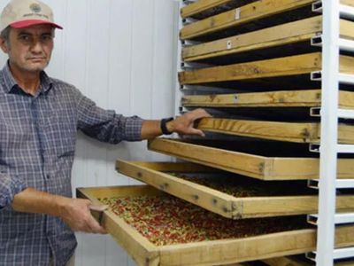 Arkadaşının Tavsiyesi İle Meyve Ekti! Şimdi İse Kilosunu 100 TL'den Satıyor