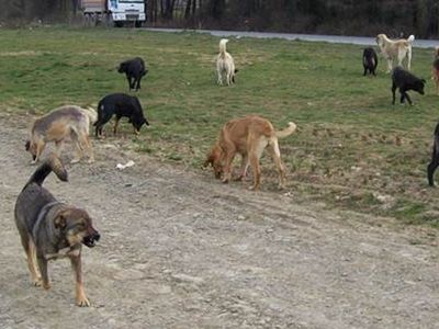 Artvin'de başıboş sokak köpek dehşeti: Küçük çocukların olduğu okulun bahçesini istila ettiler!