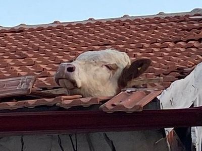 Aşıdan Çatıya Kaçan Dana, Kiremitlere Sıkıştı