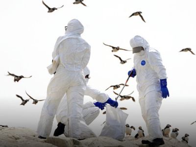 Avustralya’da H5N1 Alarmı: İlk Şüpheli Kuş Gribi Vakası Tespit Edildi