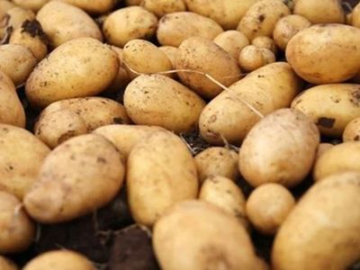 Ayçiçek ve şeker krizinden sonra sıra patateste: 26 il karantinaya alındı!