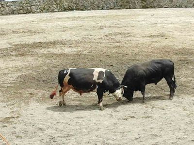 Ayder'de boğa güreşleri heyecanı yaşandı