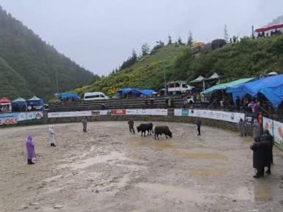 Ayder'de boğa güreşleri sağanak yağışa rağmen heyecanlı başladı