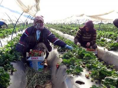 Aydın'da Çilek Sezonu Başladı