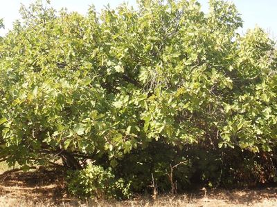 Aydın’da kuraklık alarmı: Milyonlarca incir ağacı kuruma tehlikesiyle karşı karşıya