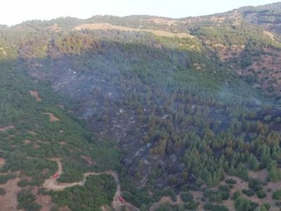 Aydın’da orman yangını: Ekipler geceden beri müdahale ediyor