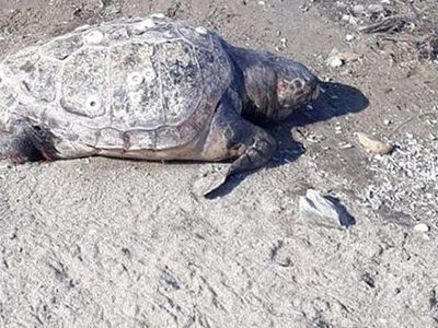 Ayvalık Sahilde 130 Kiloluk Kaplumbağa Bulundu