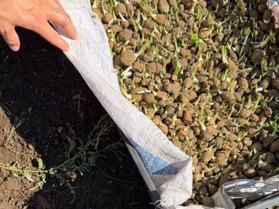 Yığılca'da salep orkidesi üretimi için yeni adımlar atılıyor