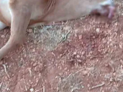 Kemaliye köylüsü çöplükten şikayetçi: Hayvanlarımız tehlikede