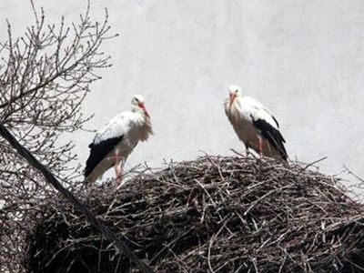 Baharın Müjdecisi Leylekler Bolu'ya Geldi