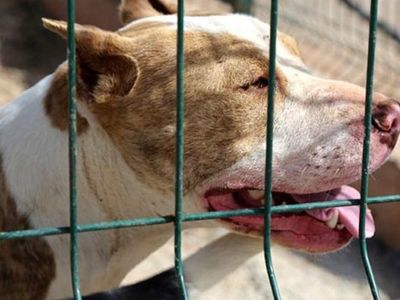 Bakan Tunç'tan Son Dakika! Başıboş Köpek Düzenlemesine İlişkin Açıklama