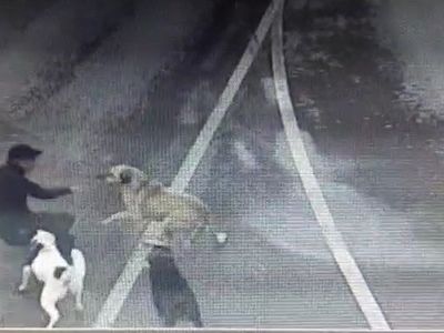 Bakırköy'de Başıboş Sokak Köpeklerinin Saldırısına Uğrayan İş İnsanı İBB'ye Dava Açacak!