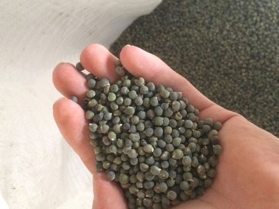 Bamya tohumu ne işe yarar, zayıflatır mı, hangi hastalığa iyi gelir, nasıl kullanılır? Diz ağrısını yok eden bamya tohumunun faydaları