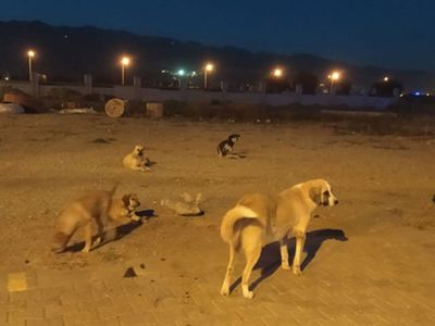 Başıboş Köpeğin Saldırısına Uğradı! Cinsel Organı Koptu
