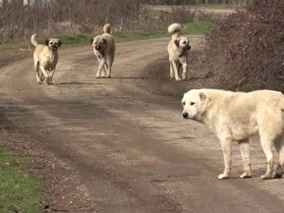 Başıboş köpek sorununa dikkat çeken çözüm: En az yüzde 70’i kısırlaştırılmalı