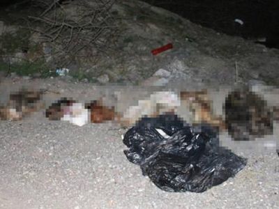 Başkent Ankara'da Çöplükte Çok Sayıda Köpek Bulundu