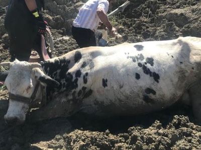 Bataklığa Saplanan İnek Vinç İle Kurtarıldı
